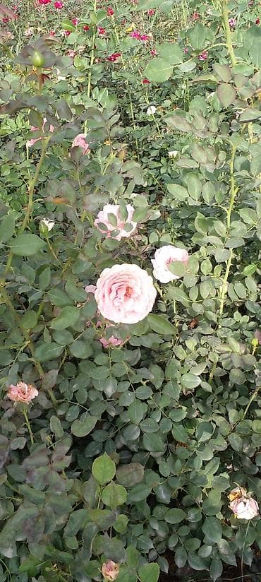 вьющиеся розы бишкек: Саженцы роз оптом — 9