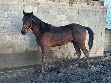 рабочие лошади: Продаю | Жеребец | Рабочий — 3