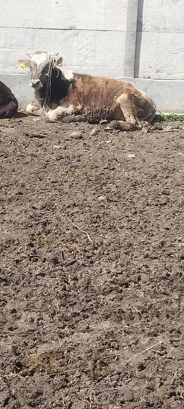 Продаю | Бык (самец) | На откорм | Привязанные