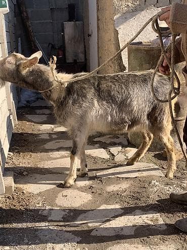 уй животных: Продаю | Козёл (самец) | Для разведения — 2