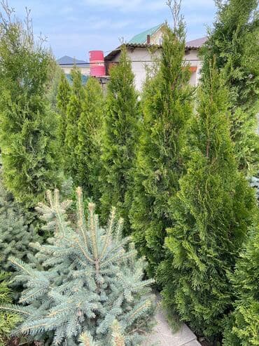 автоматический секатор для обрезки деревьев: Продаются туи разных сортов 🌲 -От 120 до 220см -Цены варьируются в — 5