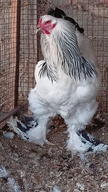 уй сан: Продаю | Петух | Брама | Для разведения — 3