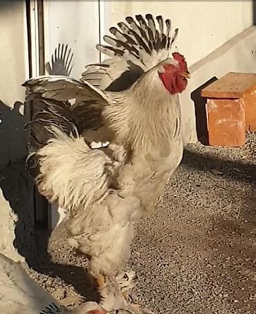 шивиц уйлар: Продаю | Куры | Брама | Для разведения — 2