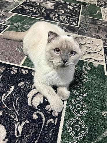 Скотиш Фолд (Шотландская вислоухая), 4 года, Мальчик, Приучена к лотку at lalafo.kg Скотиш Фолд (Шотландская вислоухая), 4 года, Мальчик, Приучена к лотку