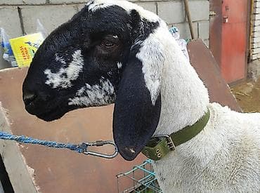 скупка раков: Продаю | Баран (самец) — 5