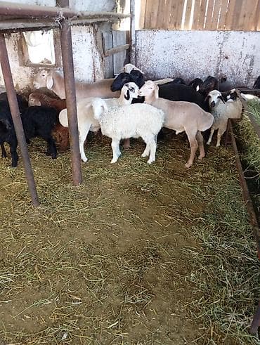 бык производитель: Продаю | Овца (самка) | Для разведения | Матка — 1