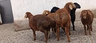 Кочкорлор, койлор: Сатам | Козу | Көбөйтүү үчүн | Асыл тукумдуу — 4