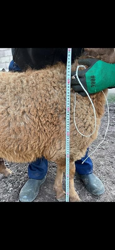 Башка жаныбарлар: Сатам | Ургаачы кой (ургаачы) | Көбөйтүү үчүн | Асыл тукумдуу — 4