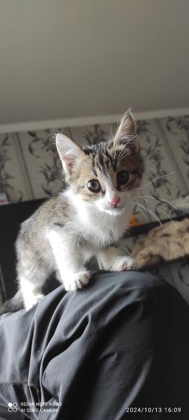 леопардовый кот: Кошка даром: Беспородная, Мальчик — 2