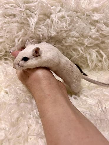 Аквариумдар: Ручные песчанки монгольские. Красивые окрасы, есть девочки и мальчики — 8