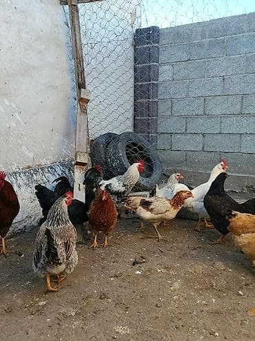 продаю курица: Продаю | Куры | На забой, Несушки, Для боев — 10