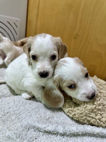 вязка алабай: Кокер-спаниель, 1 месяц, Самец — 1