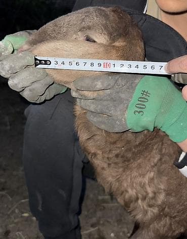 кой сойгуч: Продаю | Овца (самка), Ягненок, Баран (самец) | Арашан | Для разведения — 7