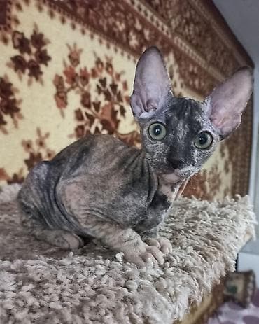 кошка шатланский: 🐾🐈‍⬛ Котята донского сфинкса готовы переехать в любящую семью. Два — 6