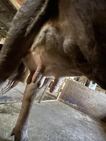 корова джерси: Продаю | Корова (самка) | Швицкая | Для молока | Привязанные — 4