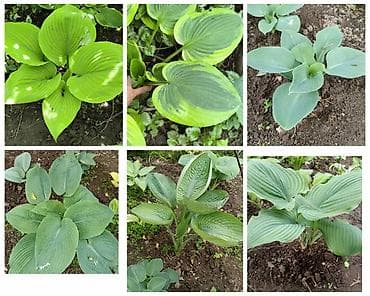 green leaf: Хоста декоративная, сорт с ярко‑салатовыми крупными листьями — 4