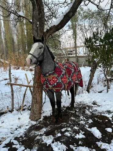 купить собаку доберман в бишкеке: Продаю | Кобыла (самка) | Конный спорт, Рабочий | Мерин — 2
