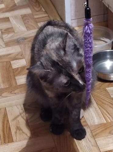 Продажа кошек: Скотиш Страйт (Шотландская прямоухая), 2 года, Девочка, Черепаховый, Кастрирована, Приучена к лотку, Проглистована — 10