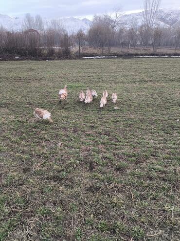 дог собака: Сатам | Ургаачы күрп (ургаачы) | Көбөйтүү үчүн | Асыл тукумдуу — 2