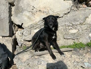 стрижка собак на дому недорого: Ищем дом для молодой стерилизованной девочки. Привита. Привезём сами — 3