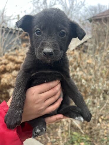 В добрые руки, рождена 26 октября, ест все, будет среднего размера