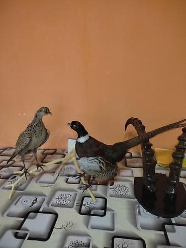 Коробки: Таксидермическая композиция с фазанов: самец с белым «воротником» и — 1