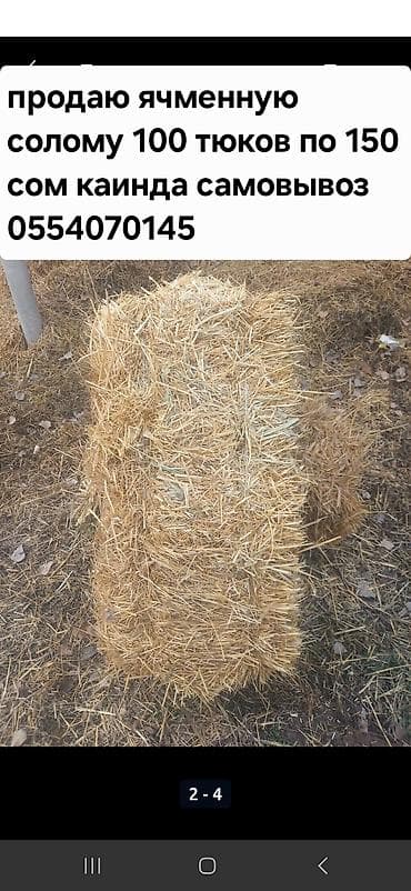 Ячменная солома в тюках. - Количество: 100 - Цена: 150сом за тюк -