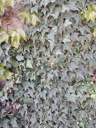 бумажная лоза: Плющ (Hedera helix) — вьющаяся декоративная лиана. 1шт за 50 сом — 3