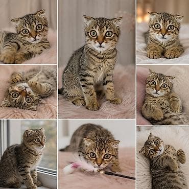 Үй жаныбарлары: Скотиш Фолд (Шотландиялык шалпаң кулак), 4 айлык, Эркек — 2