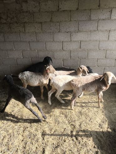 продаю связи с переездом: Сатам | Козу | Союуга — 4