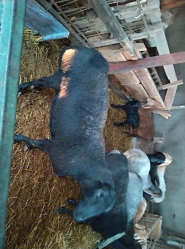 абакан тайлар: Продаю | Овца (самка) | Для разведения | Племенные — 10