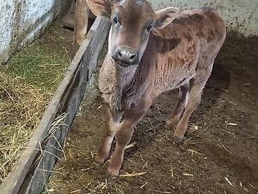 уй животных: Продаю | Музоо, торпок | Полукровка | На откорм — 4