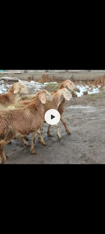 Средства для стирки: Продаю | Овца (самка) | Эдильбаевская | Для разведения | Ярка — 2