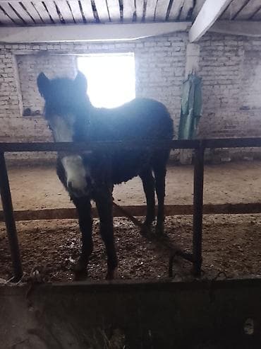 Ветеринар кызматы: Сатам | Байтал | Союуга — 1