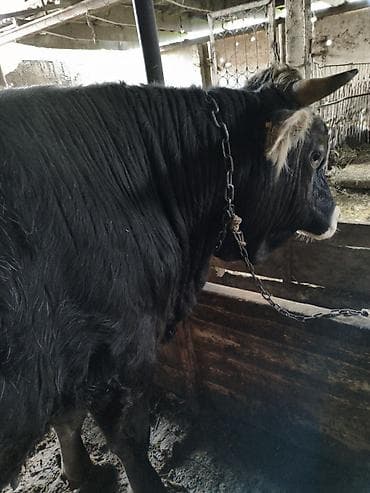уй сотилади ош: Продаю | Бык (самец) — 3