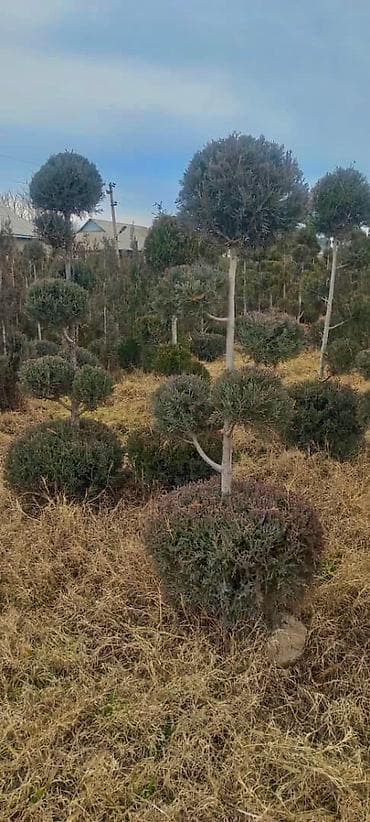 бонсаи: Ту я можжевельники разной формы ( спираль бонсай, пирамида глобус — 9