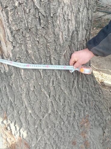 уголь каракече бешсары шабыркуль каражыра доставка бишкек купить фото: 2 дуба спиленные цена договорная — 5