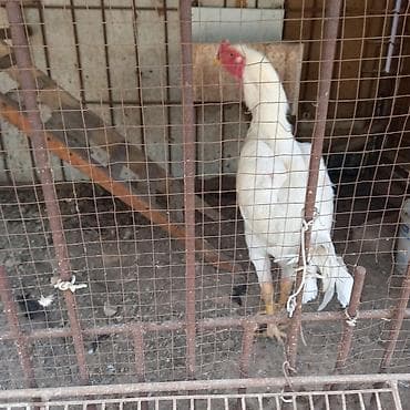 дакан груша: Продаю | Куры | Домашняя | Для разведения — 6
