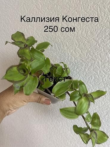 фикус чёрный принц: Комнатные растения в горшках: - Эпипремнум Marble Queen — пестрые — 7