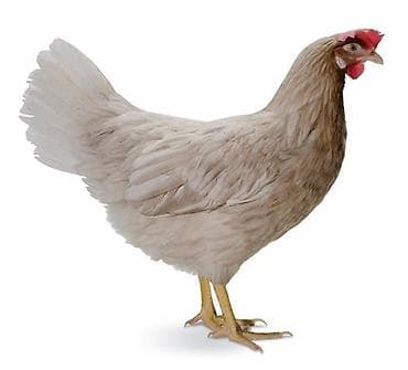 для курицы: Продаю | Цыплята | Хай-Лайн Соня Грей | Несушки — 1