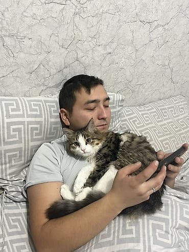 шотландская кошка бишкек: Пропала : Мальчик — 4