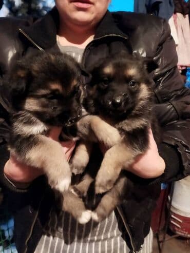 Срочно продаю щенков немецкой овчарки.5 девочек 2 мальчика,щенкам 1