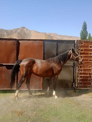 собака доберман сколько стоит: Продаю | Конь (самец) | Полукровка | Конный спорт | Племенные — 2