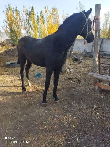 грызуны домашние: Продаю | Кобыла (самка) | Дончак — 1