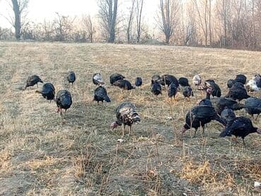 овчарка продажа: Продаю | Индюк (самец) | Черный принц | Для разведения | Племенные — 2