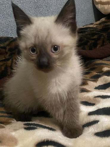 кот кошка: Тайская, 2 месяца, Мальчик — 3