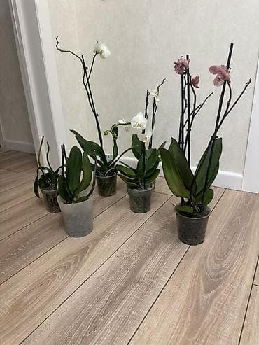 орхидея бишкек цена: Орхидеи Голландские Phalaenopsis сортовые цветущие по 800 сомов — 3
