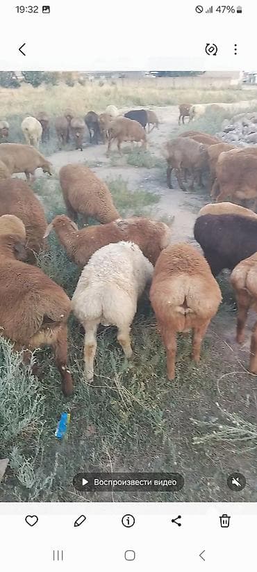 Продаю | Баран (самец) at lalafo.kg Продаю | Баран (самец)