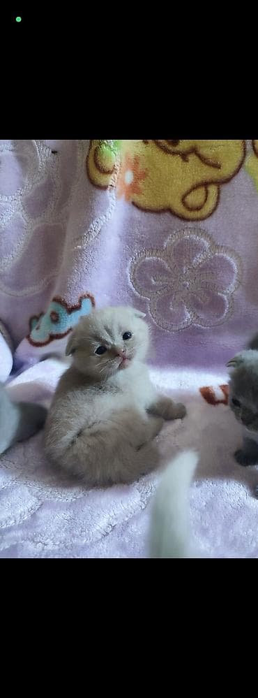 Продажа кошек: Открыто бронирование на котят шотландской породы лилового и голубого — 7