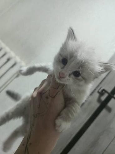 американская кошка маргай: Котята, домашние, ласковые. Смешаны с Мейкуном Особенности: - — 4